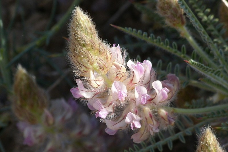 Astragalus campylanthus