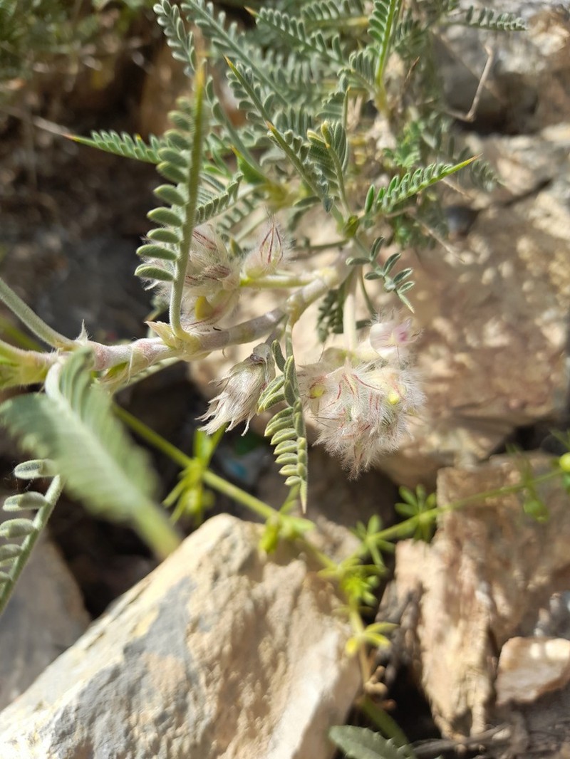 Astragalus campylanthus photo 3