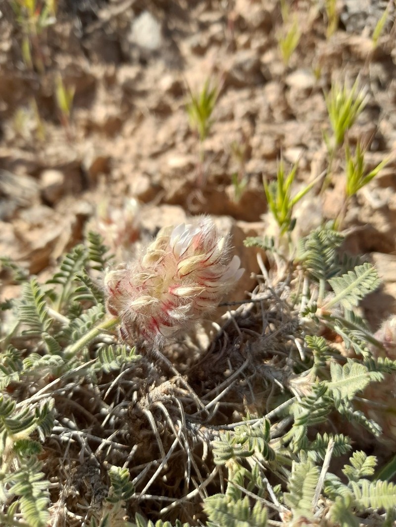Astragalus campylanthus photo 4
