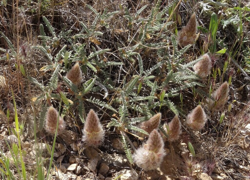 Astragalus campylanthus photo 5