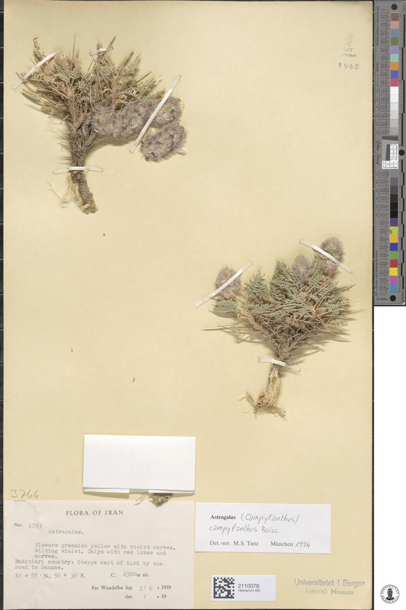 Astragalus campylanthus photo 2