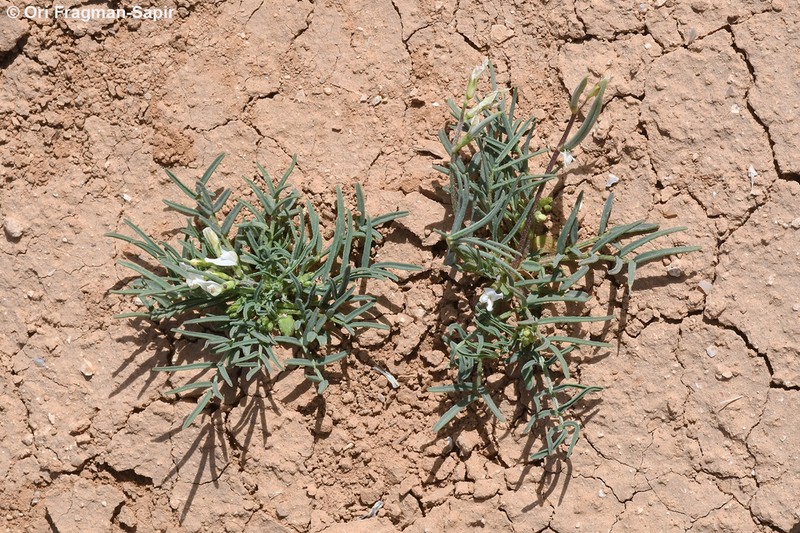 Astragalus campylorhynchus