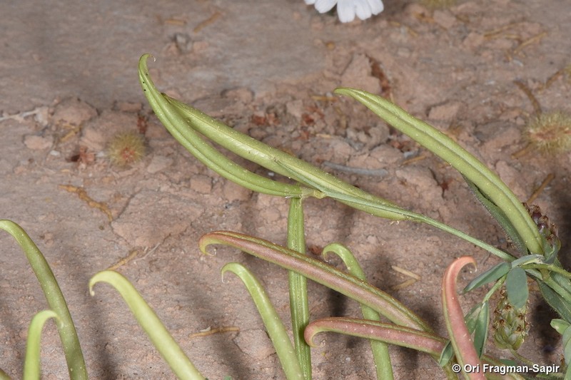 Astragalus campylorhynchus photo 2
