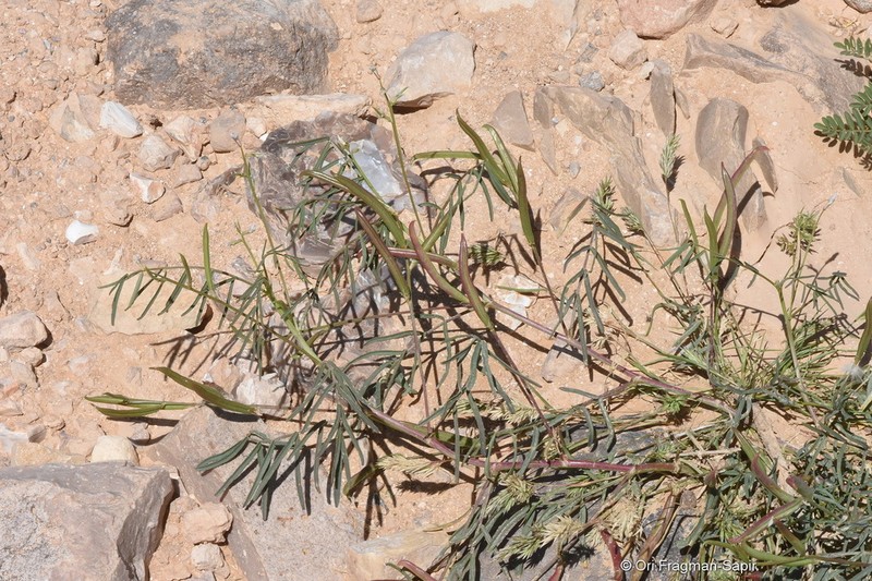 Astragalus campylorhynchus photo 3