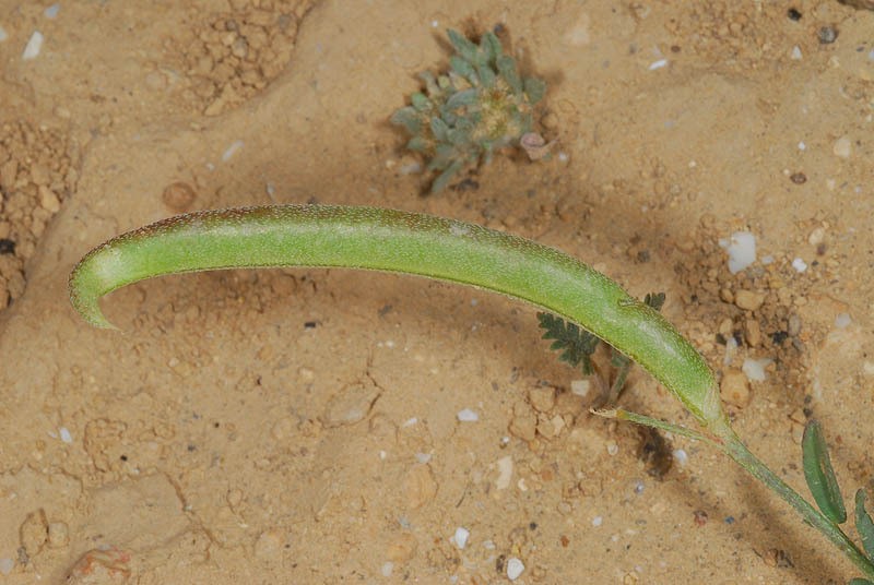 Astragalus campylorhynchus photo 4