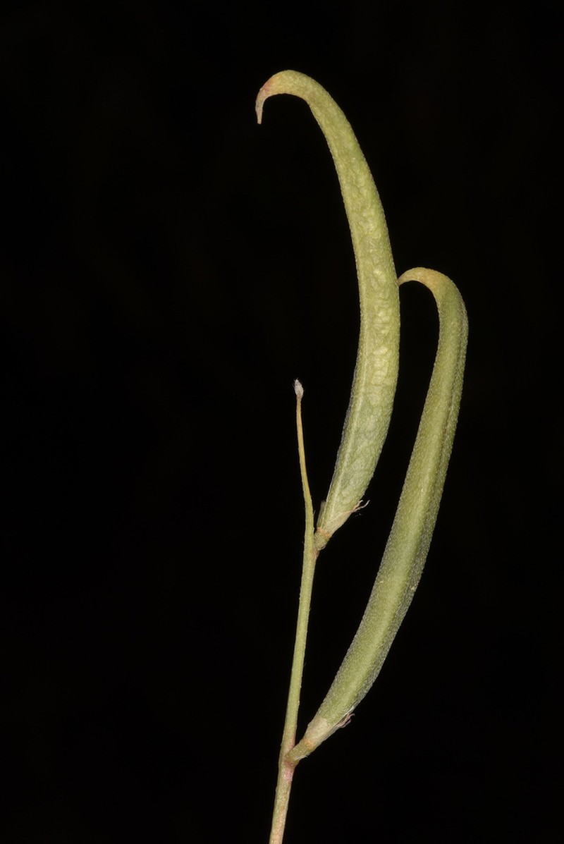 Astragalus campylorhynchus photo 5