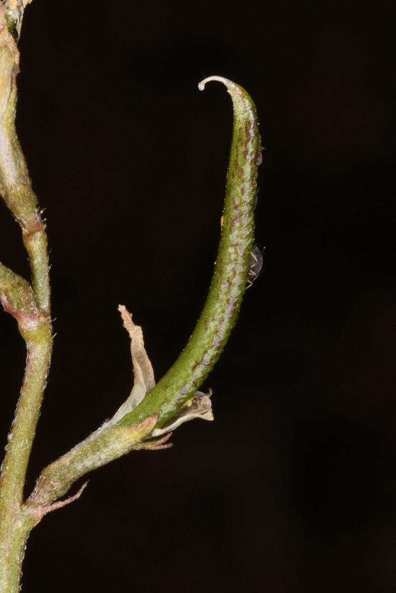 Astragalus campylorhynchus photo 6