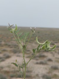 Astragalus campylotrichus