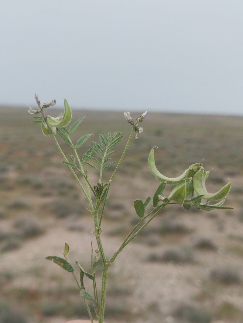 Astragalus campylotrichus