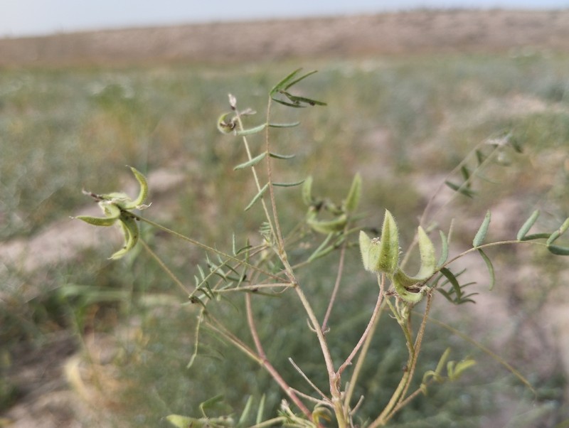 Astragalus campylotrichus photo 3