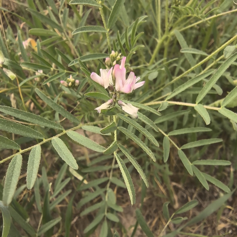 Astragalus campylotrichus photo 4