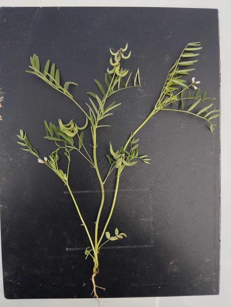 Astragalus campylotrichus photo 5