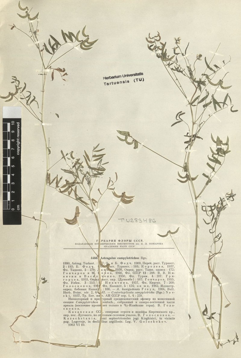 Astragalus campylotrichus