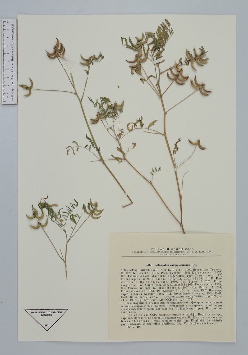 Astragalus campylotrichus photo 2