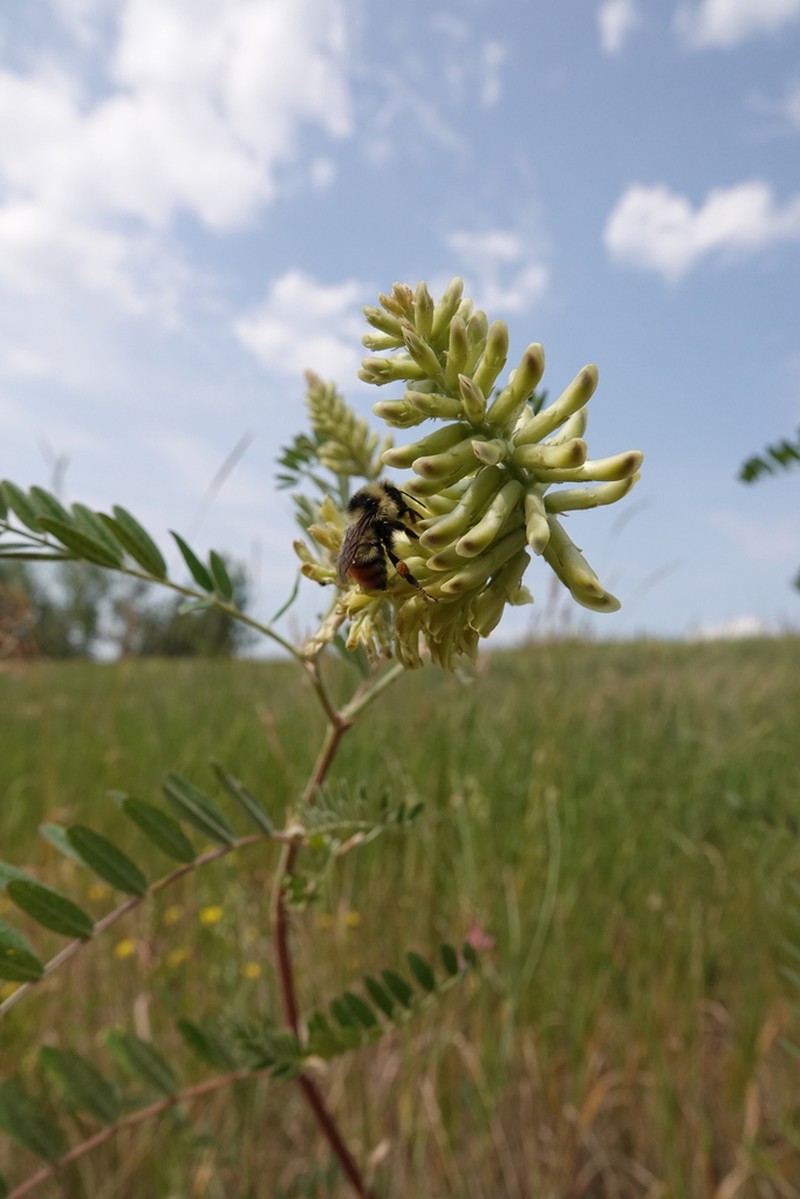 Canadian Milkvetch photo 3