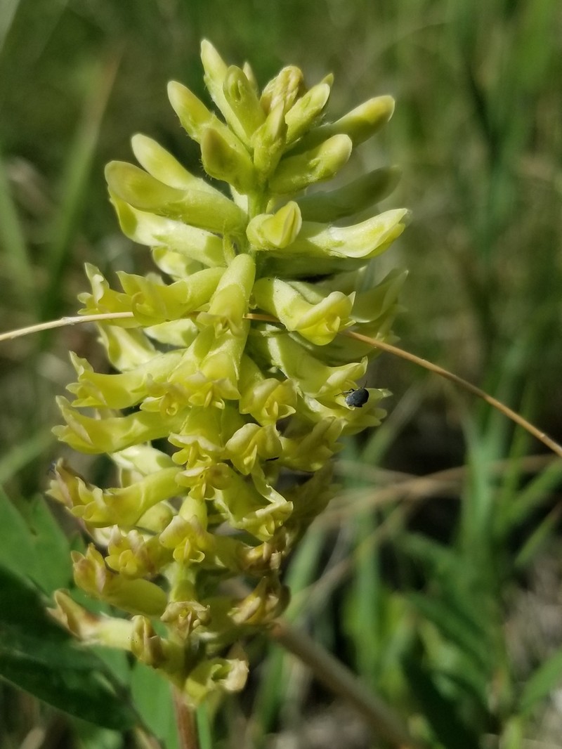 Canadian Milkvetch photo 4