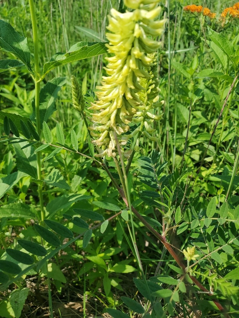 Canadian Milkvetch photo 5