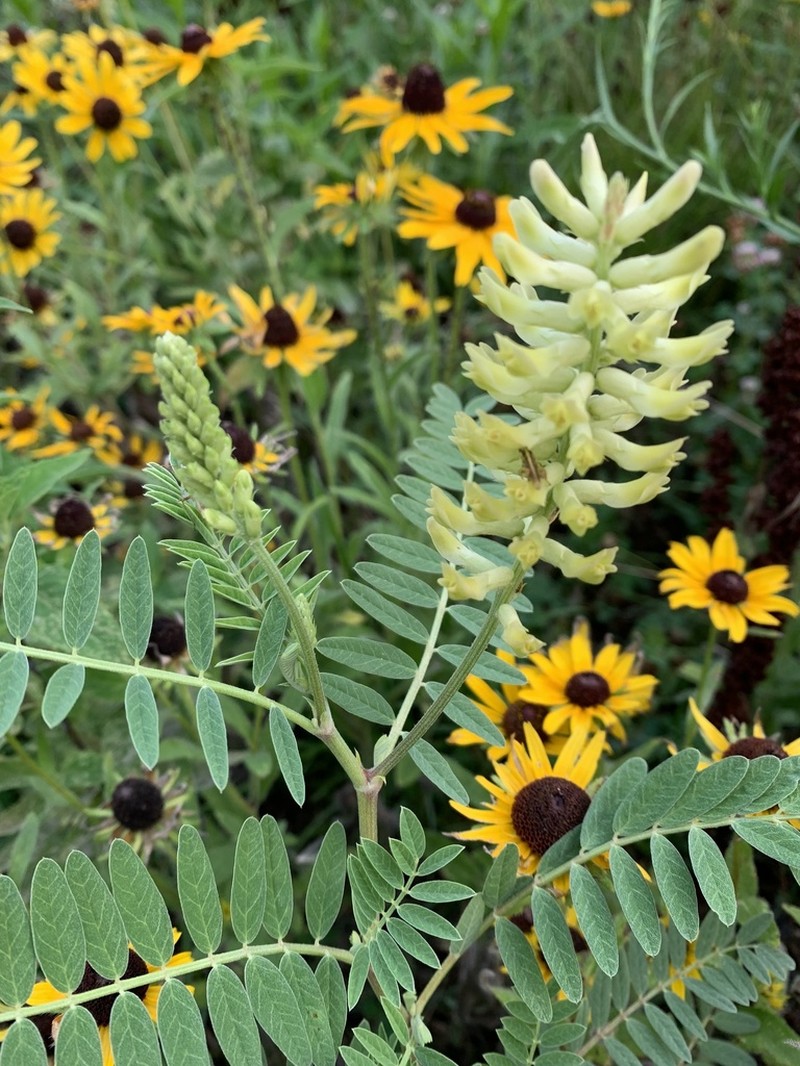 Canadian Milkvetch photo 6