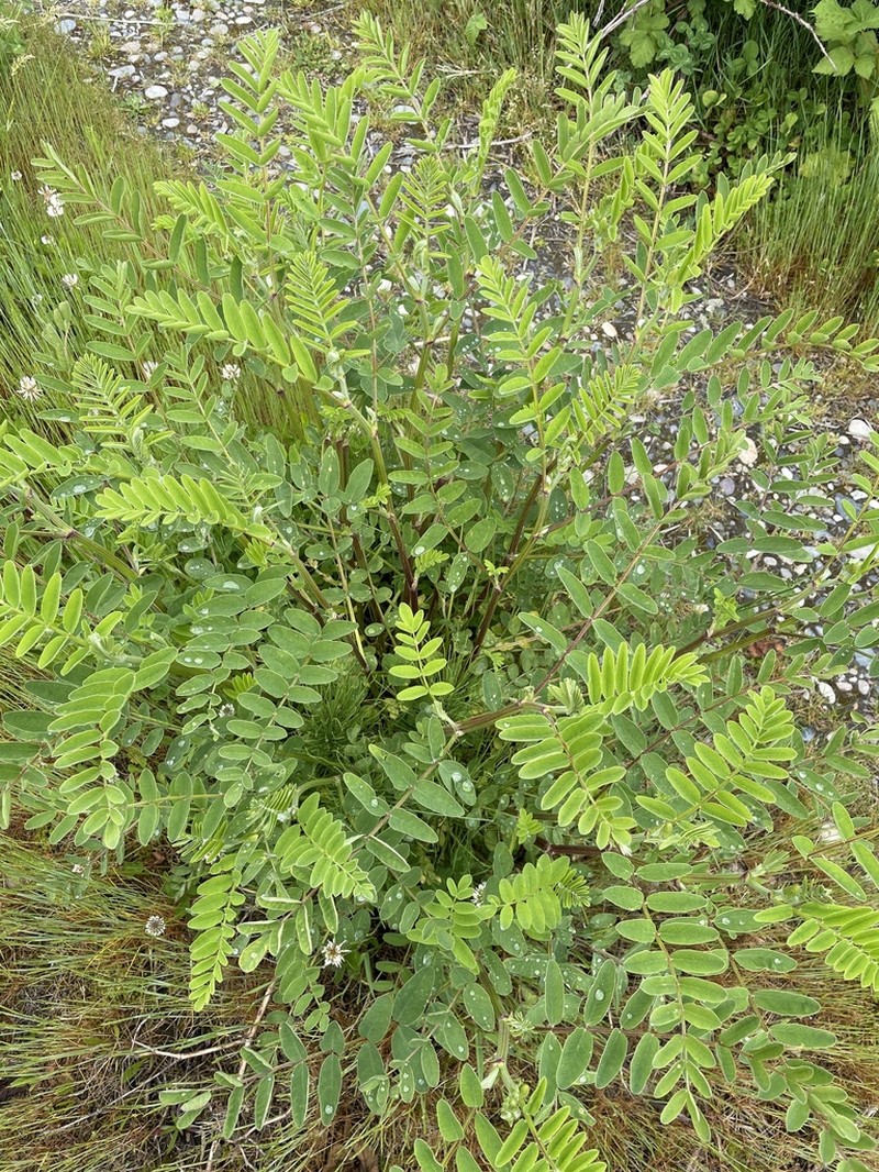 Canadian Milkvetch photo 7