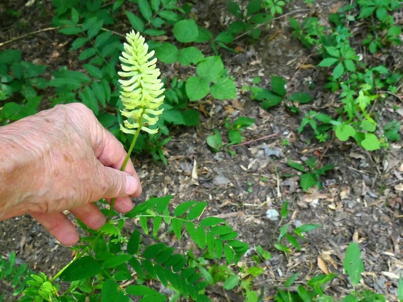 Canadian Milkvetch photo 8