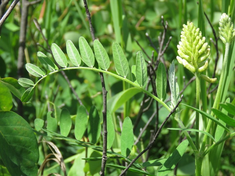 Canadian Milkvetch