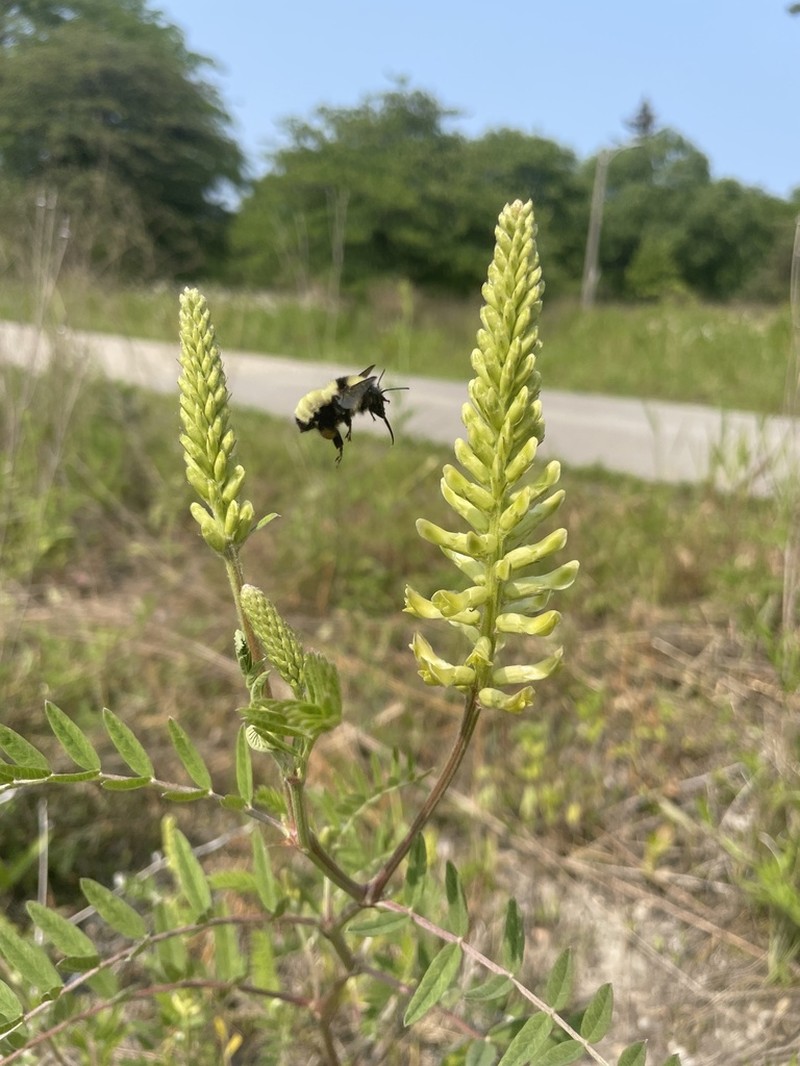 Canadian Milkvetch photo 2