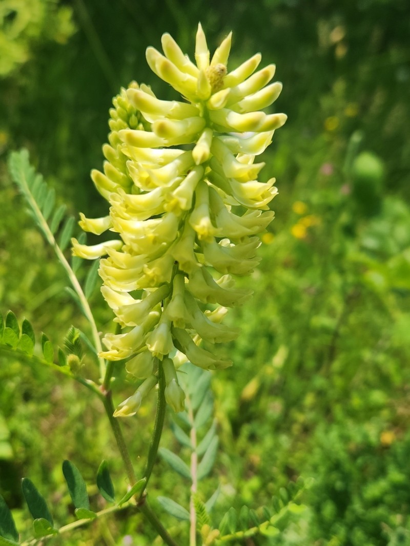 Canadian Milkvetch photo 3