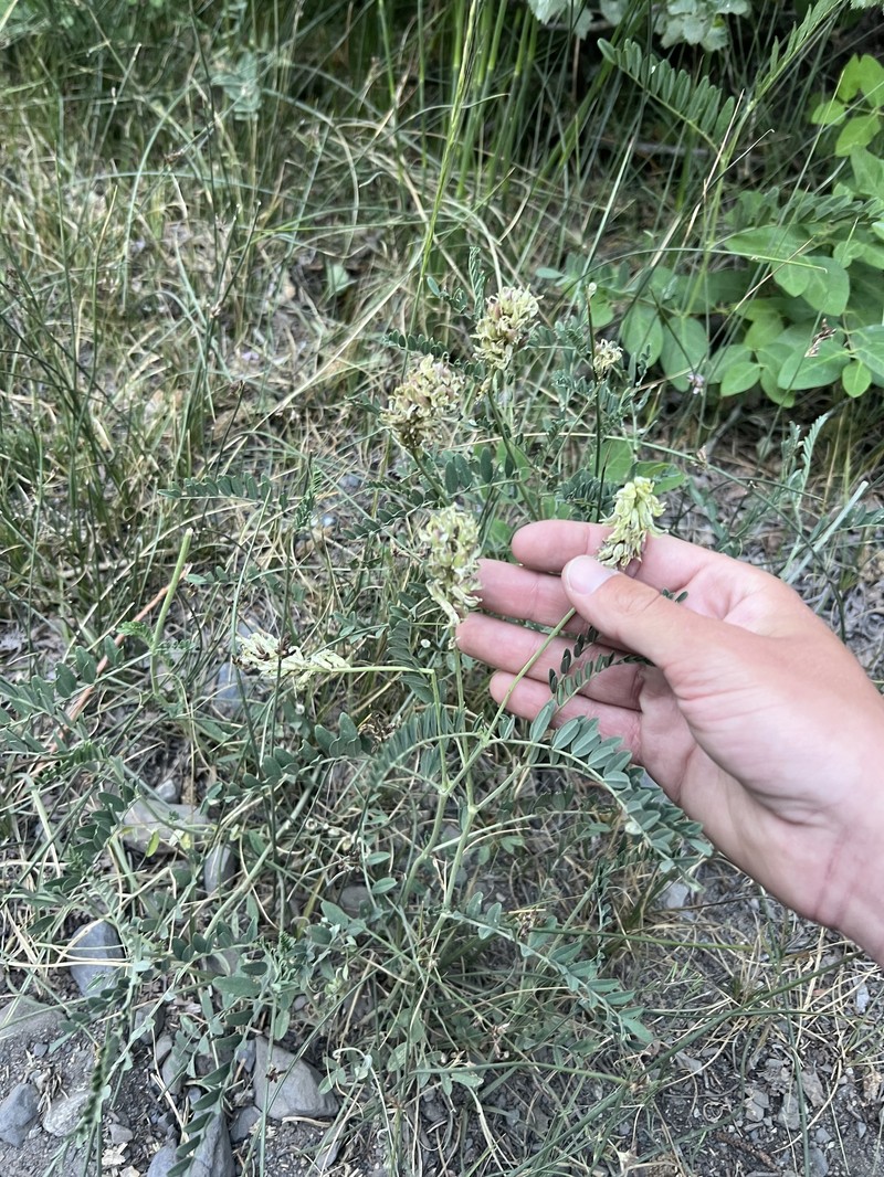 Astragalus canadensis var. brevidens
