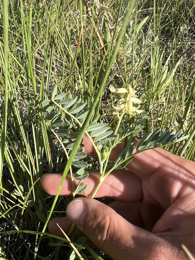 Astragalus canadensis var. brevidens photo 2
