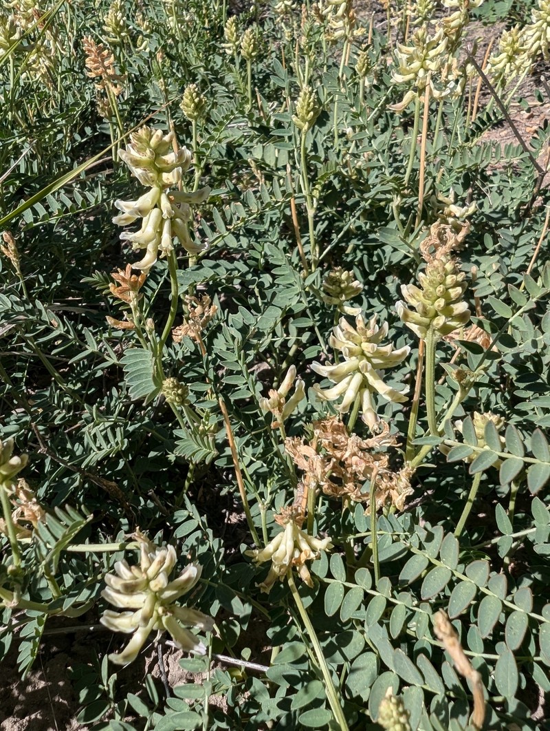 Astragalus canadensis var. brevidens photo 3
