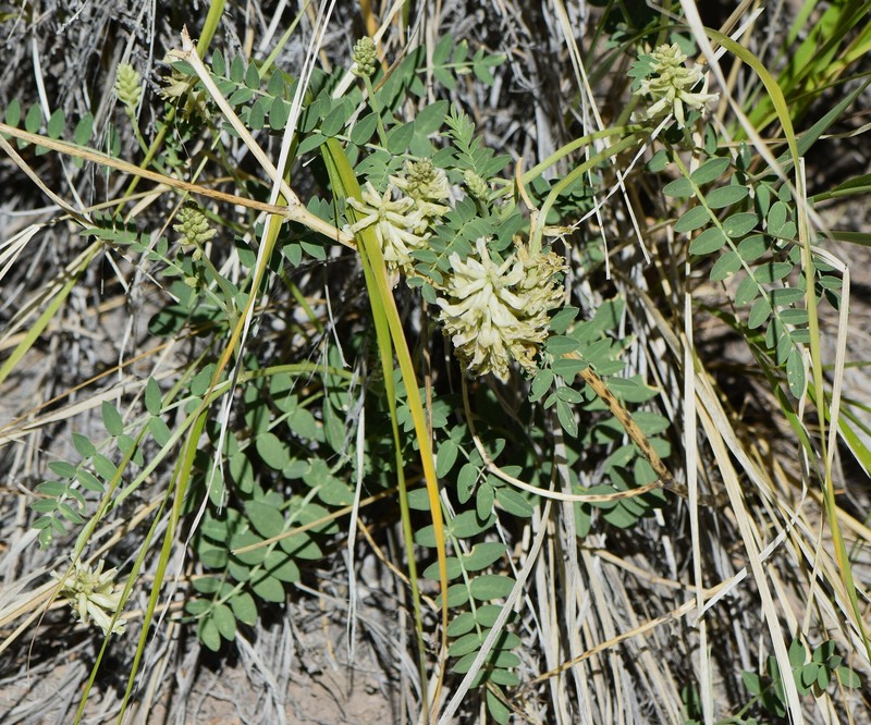 Astragalus canadensis var. brevidens photo 4