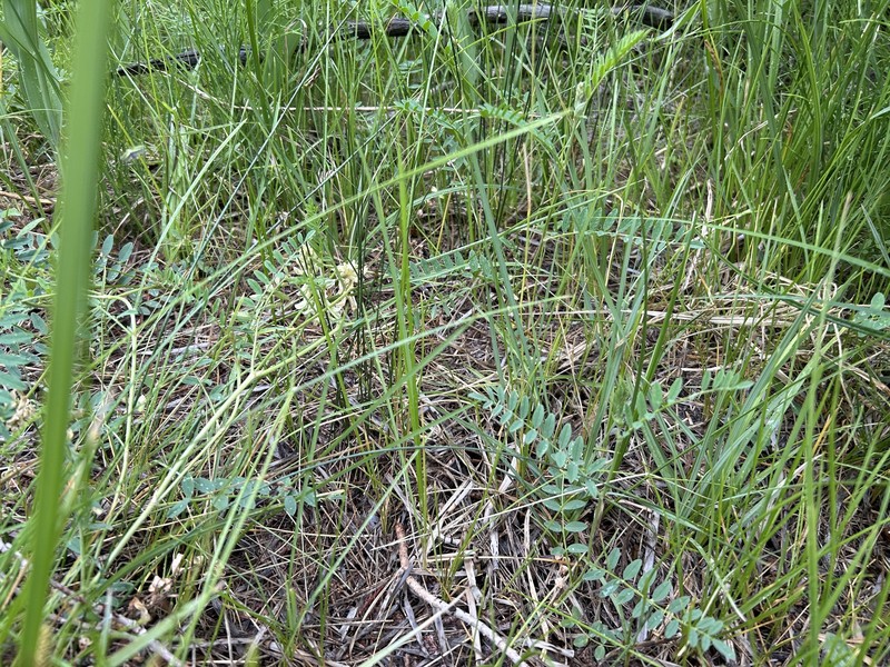 Astragalus canadensis var. brevidens photo 5