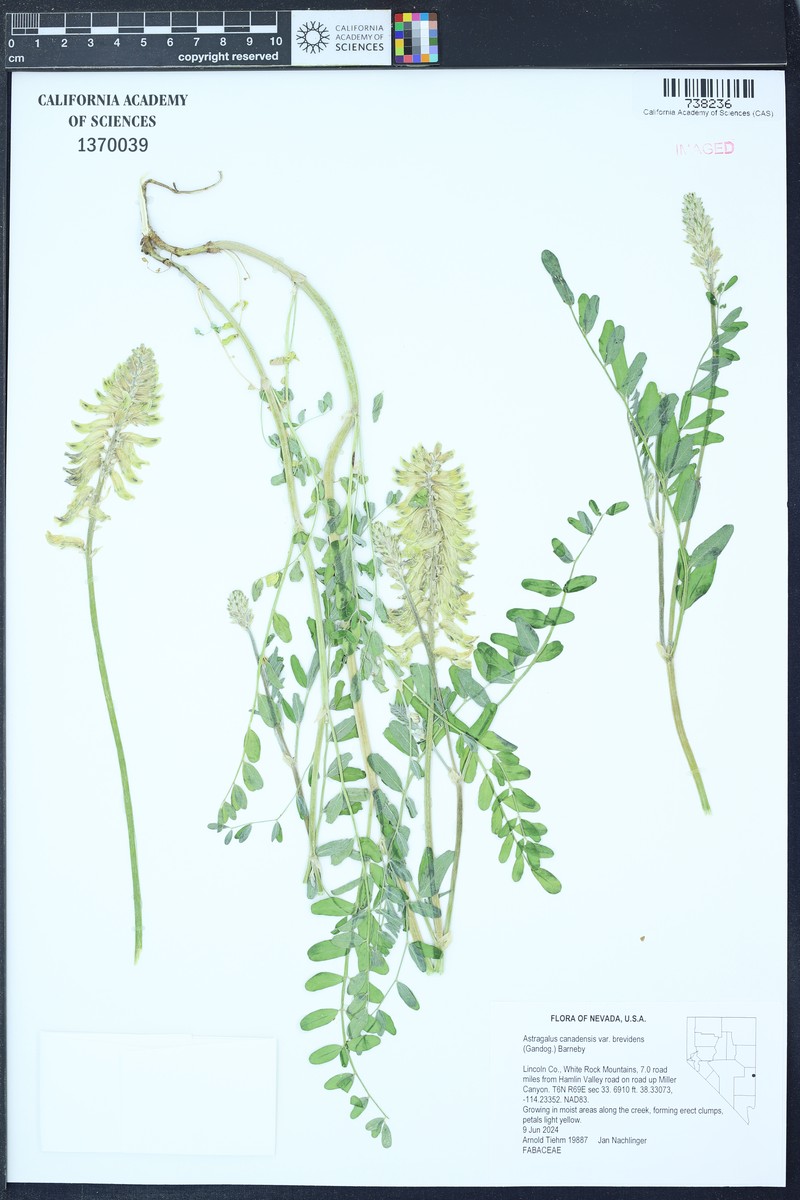 Astragalus canadensis var. brevidens photo 6