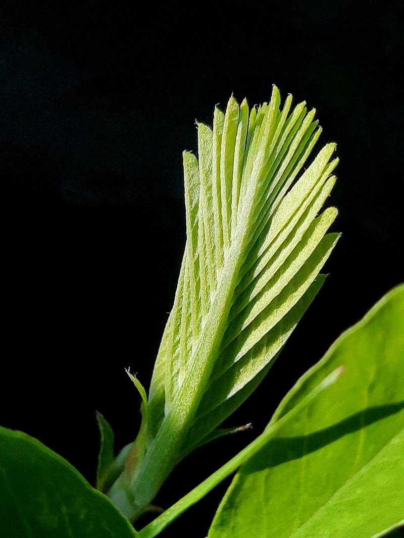 Astragalus canadensis var. canadensis