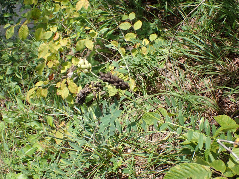 Astragalus canadensis var. canadensis photo 2