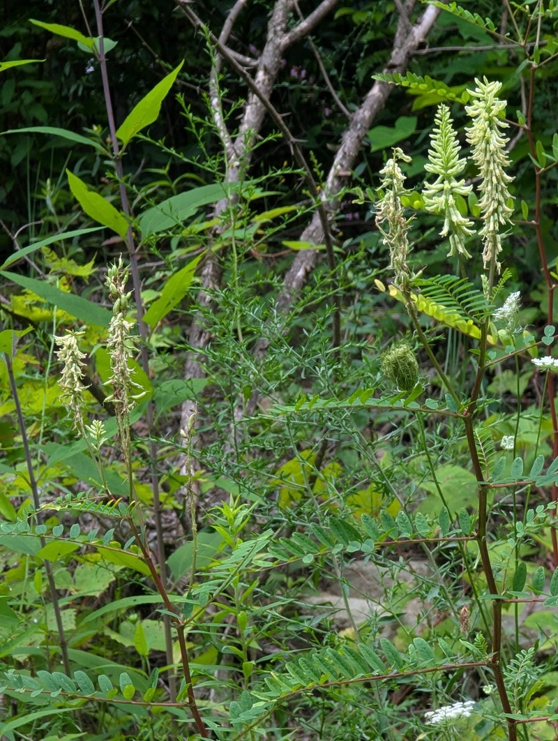 Astragalus canadensis var. canadensis photo 3