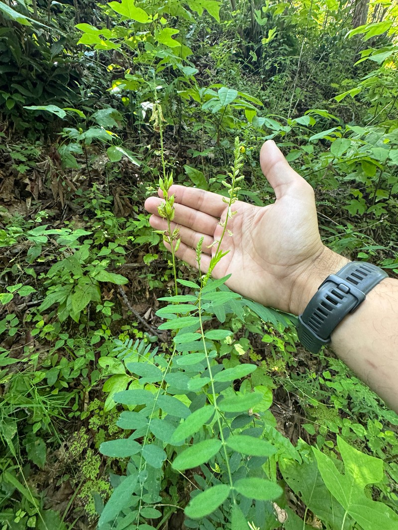 Astragalus canadensis var. canadensis photo 4