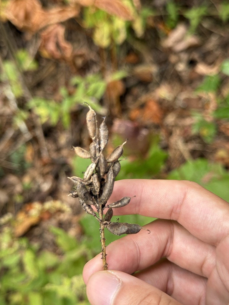 Astragalus canadensis var. canadensis photo 5
