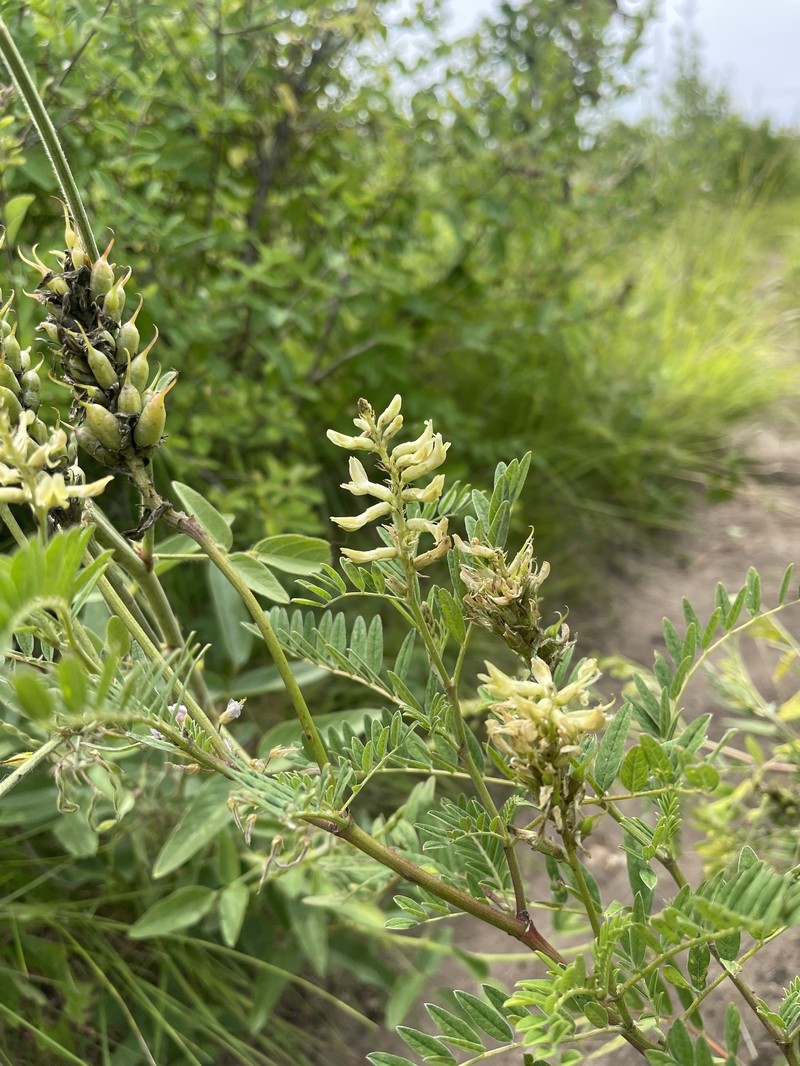 Astragalus canadensis var. canadensis photo 8