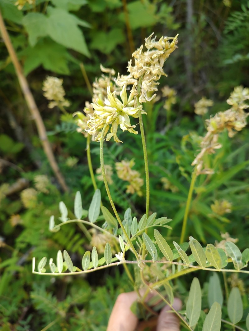 Astragalus canadensis var. mortonii