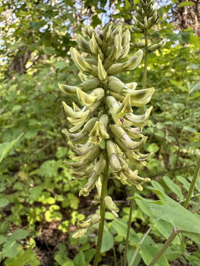Astragalus canadensis var. mortonii photo 2