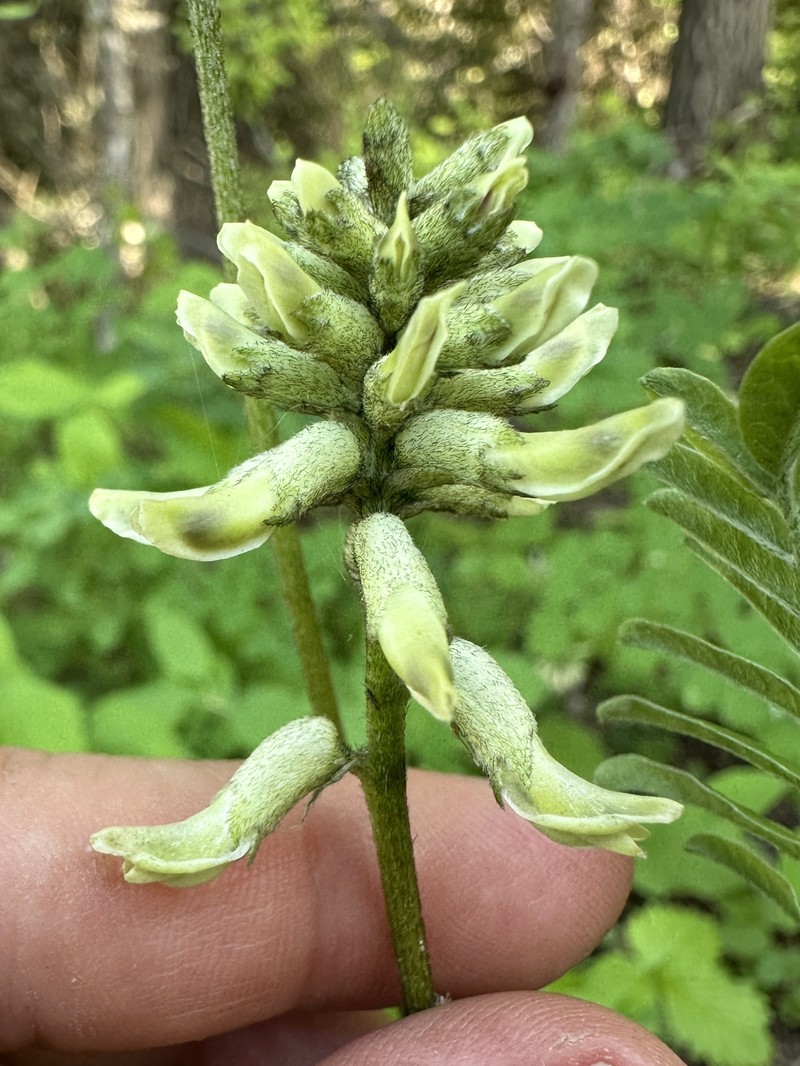 Astragalus canadensis var. mortonii photo 3