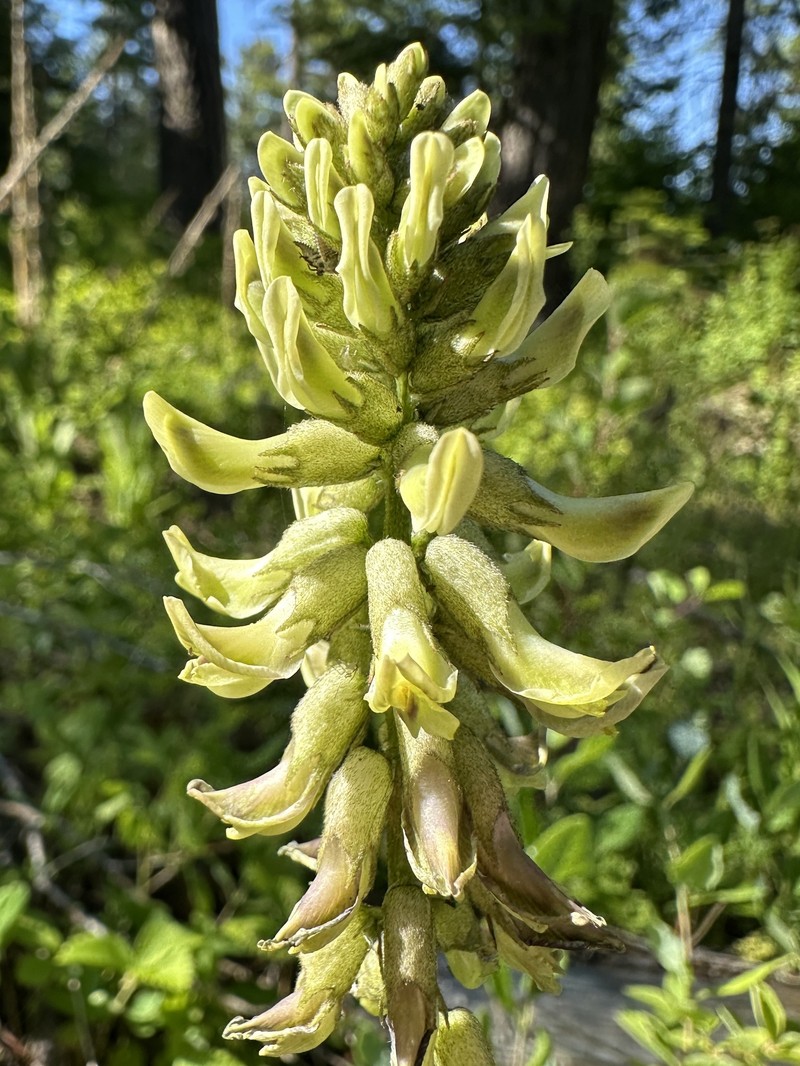 Astragalus canadensis var. mortonii photo 4