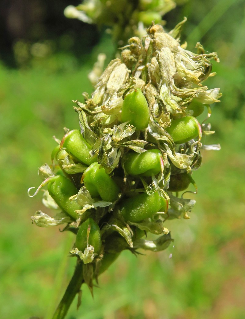 Astragalus canadensis var. mortonii photo 5