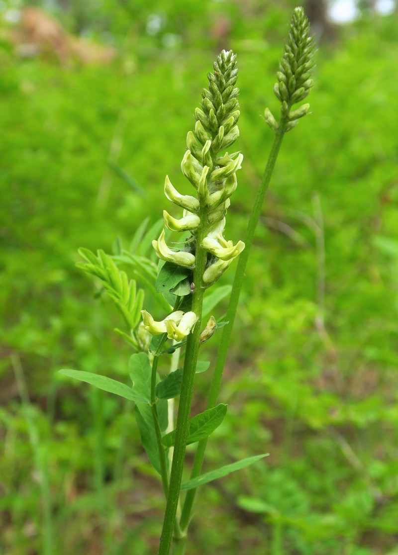 Astragalus canadensis var. mortonii photo 6