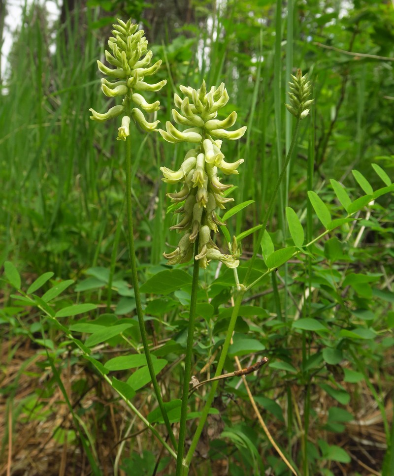 Astragalus canadensis var. mortonii photo 7