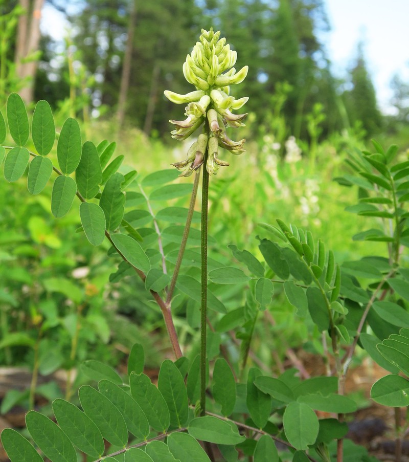 Astragalus canadensis var. mortonii photo 8