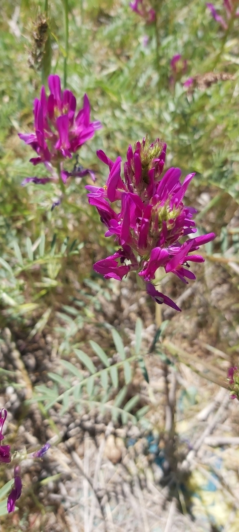 Astragalus cancellatus photo 3