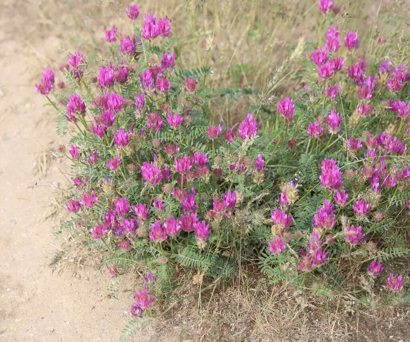 Astragalus cancellatus photo 4