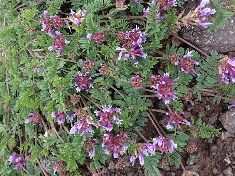 Astragalus cancellatus photo 5